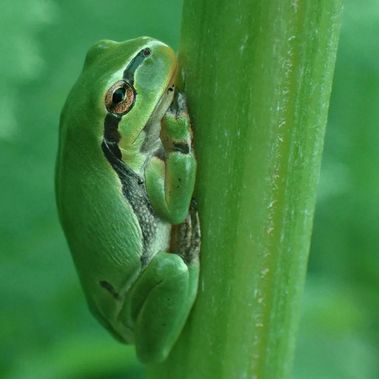 Europäischer Laubfrosch (Hyla arborea)