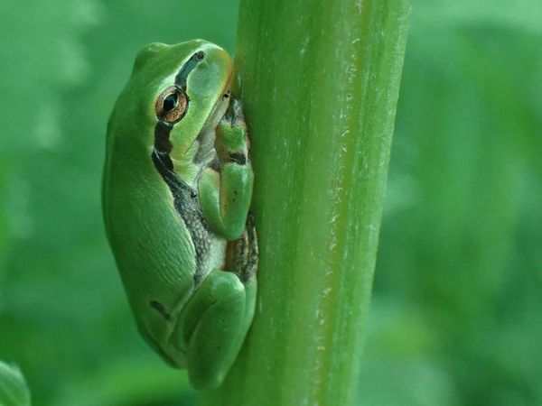 Europäischer Laubfrosch (Hyla arborea)